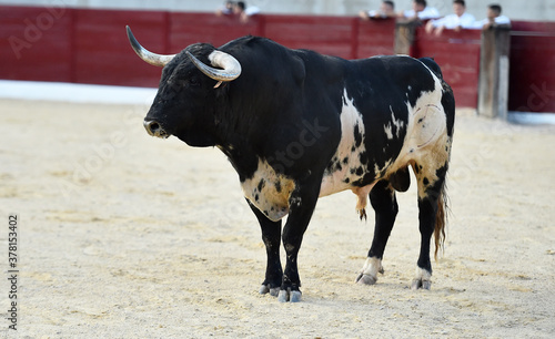 toro bravo español en una plaza de toros