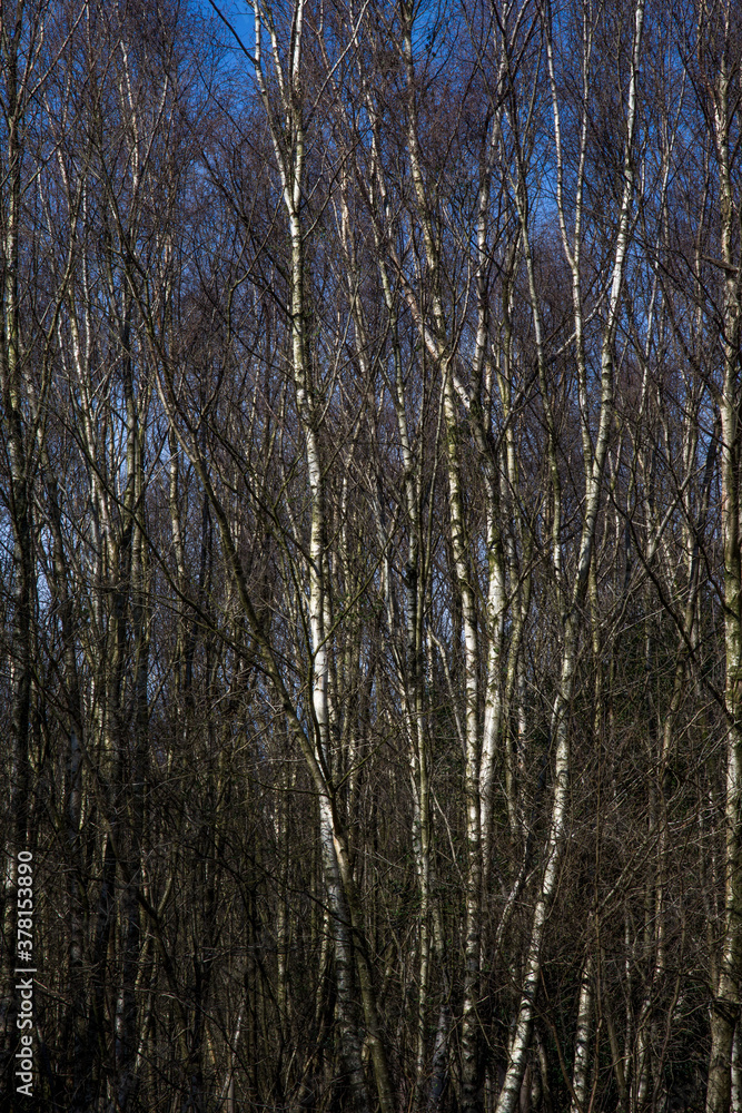 trees in the forest trees in the forest