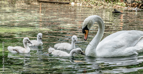 Swan guarding their young