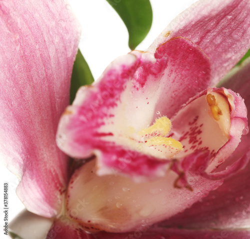 pink Orchid closeup