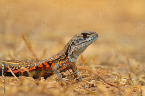 the Butterfly lizard on the ground. photo