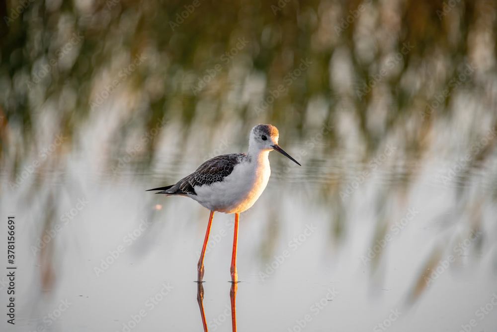 Obraz premium The black-winged stilt (Himantopus himantopus) bird on salt lake