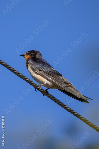 Barn swallow (Hirundo rustica) sitting on a wire