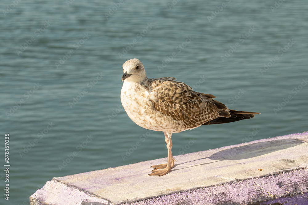 Detailed portrait of Juvenile Yellow-legged gull (larus michahellis) Detailed portrait of Juvenile Yellow-legged gull (larus michahellis)