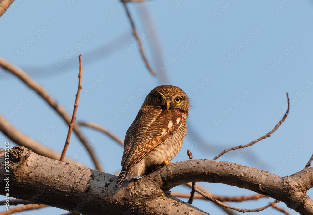 Obraz premium The Jungle Owlet (Glaucidium radiatum), or barred jungle owlet, is found in the Indian Subcontinent Perched on tree Brach in Rajaji National Park, Haridwar, Uttarakhand