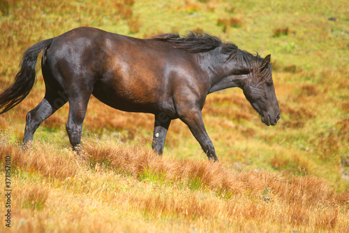 horse in mountain in the meadows