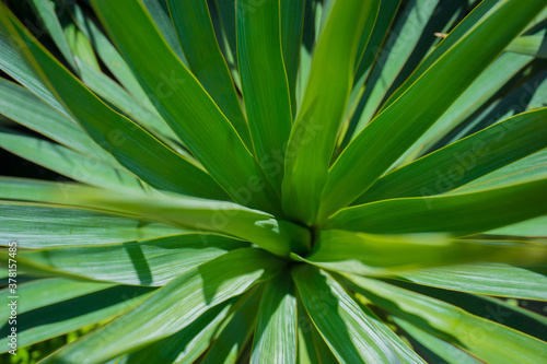 Yucca green leaves with sharp and prickly tips under a bright summer sunlight