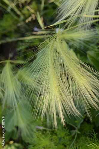 Spikes of foxtail barley (Hordeum jubatum), a wild barley species. photo