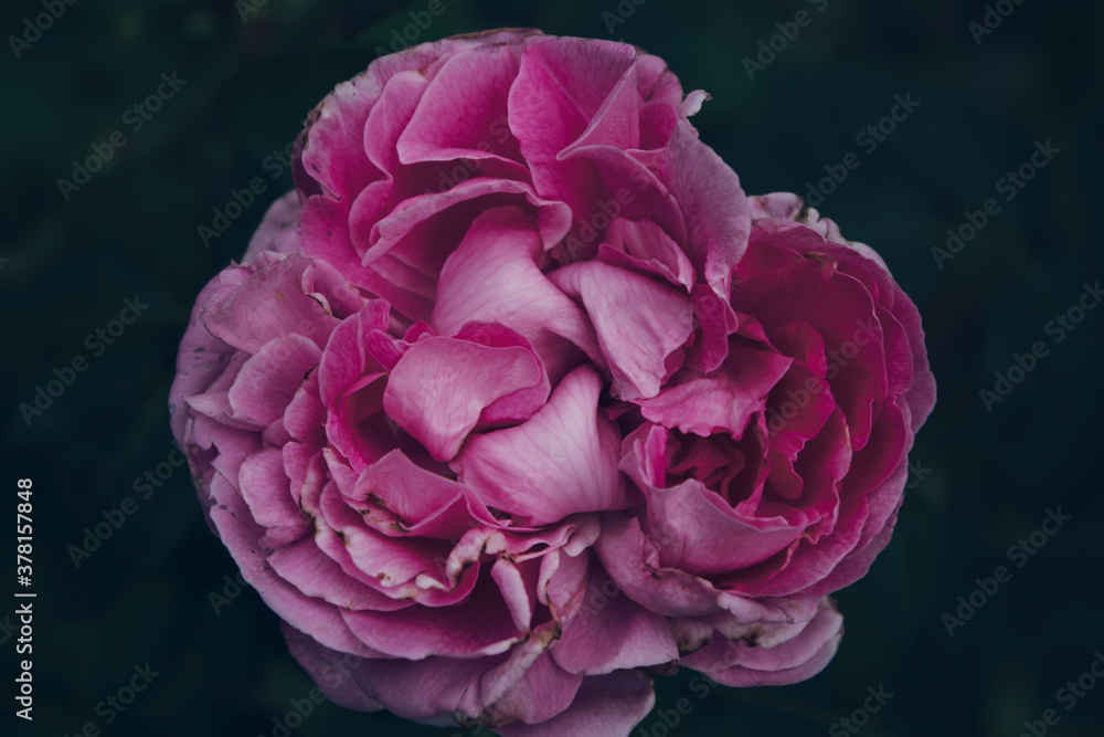 Pink rose. Rose background. Garden flower. Pink rose. Rose background. Garden flower.