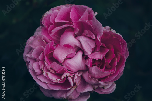 Pink rose. Rose background. Garden flower.