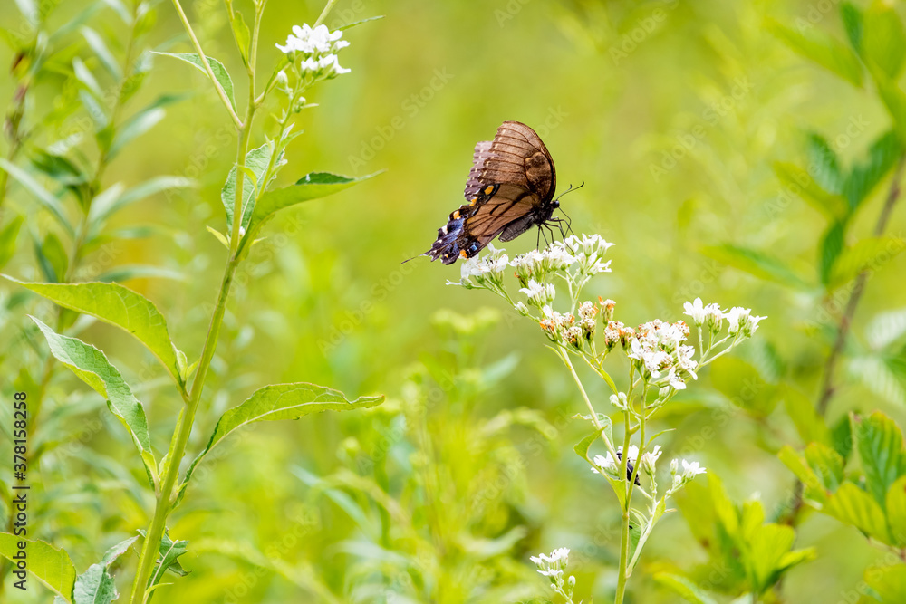 Fototapeta premium Black and Yellow Swallowtail Butterfly in flowery field in Acworth Georgia.