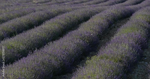 Field of lavenders,Ferrassieres, Provence, France photo