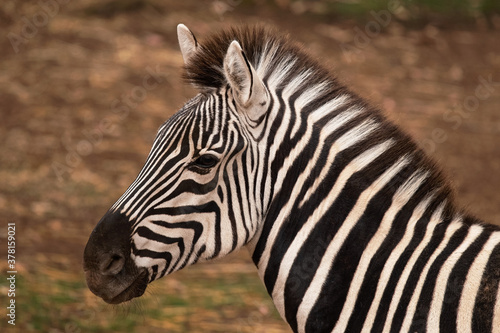 Beautiful and serene zebra head portrait