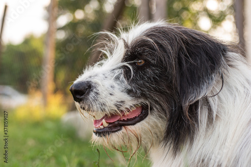 Long haired shaggy shepherd female dog side portrait sitting in the grass summer day not pure breed
