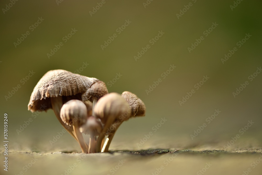 Naklejka premium Mushrooms on a trunk