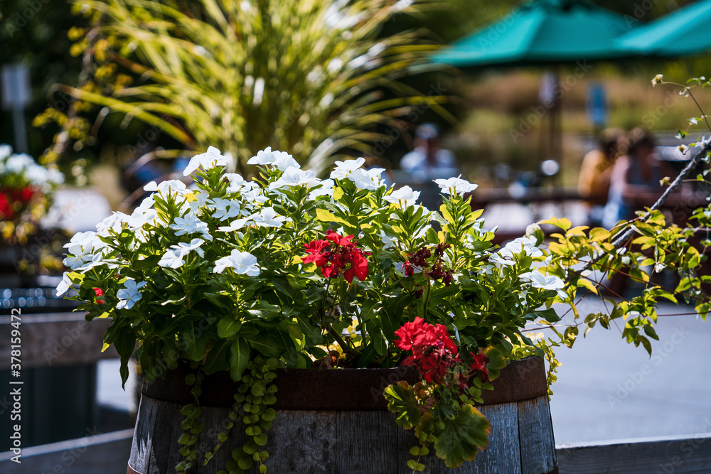 Outdoor flowers and dining