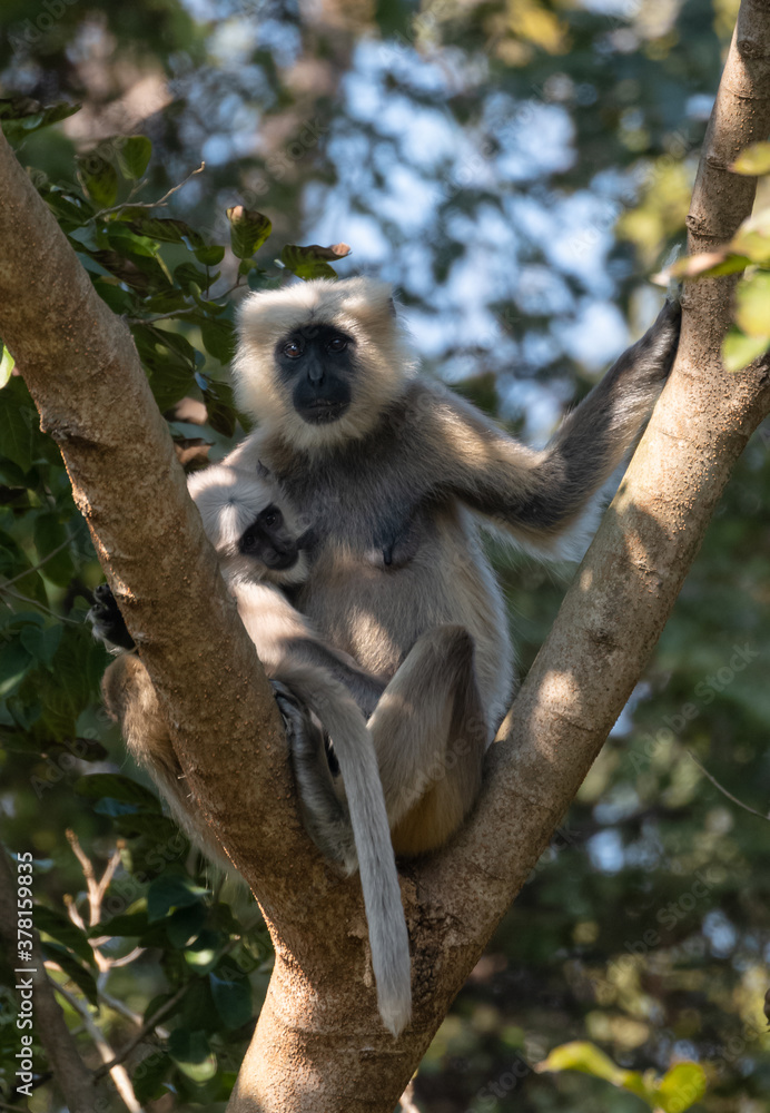 Gray langurs (Semnopithecus), also called Hanuman langurs or Hanuman monkeys, are Old World monkeys native to the Indian subcontinent constituting the genus Semnopithecus.