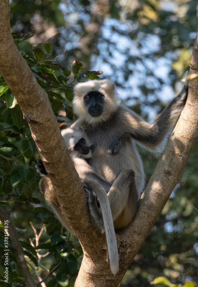 Obraz premium Gray langurs (Semnopithecus), also called Hanuman langurs or Hanuman monkeys, are Old World monkeys native to the Indian subcontinent constituting the genus Semnopithecus.