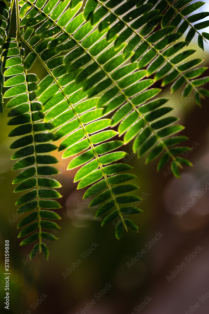 Mimosa pudica tree leaf macro close up shot summer day time Mimosa pudica tree leaf macro close up shot summer day time