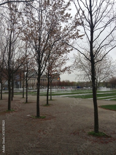 trees in the park