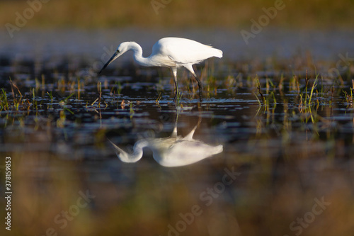 Garceta común (Egretta garzetta) reflejada  pescando en el Parc Natural dels Aiguamolls de l'Empordà (Parque Natural de los Aiguamolls del Empordá) Castelló d'Empúries, Girona, Catalunya