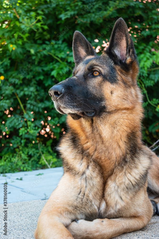 Young adult German shepherd sheepdog sitting down in the backyard low angle front view