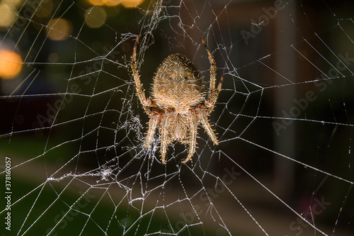 Closeup of a common garden spider sitting in her net in Pennsylvania, PA, USA