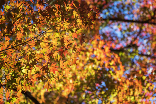 Beautiful autumn leaves in sunlight with bokeh nature on background.