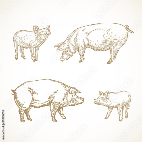Pig, Hog and Piggies Hand Drawn Vector Illustrations Set. Abstract Domestic Animals Sketch Bundle. Doodle Style Drawings Collection.
