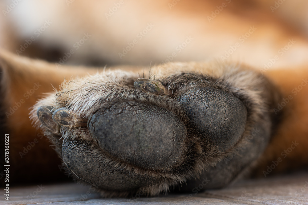 Macro close up shot of a young adult German sheepdog paw and nails Macro close up shot of a young adult German sheepdog paw and nails