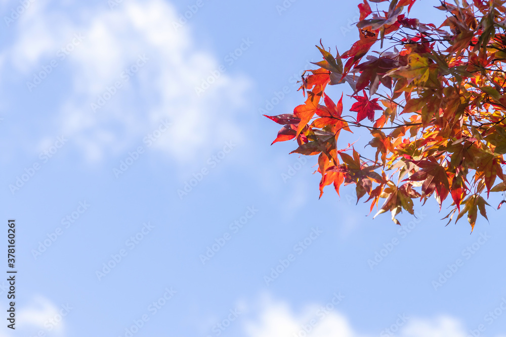 Beautiful autumn leaves with blue sky on background. Beautiful autumn leaves with blue sky on background.