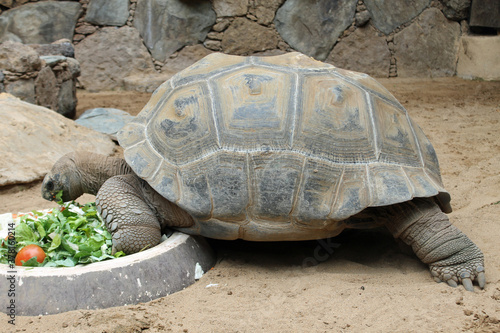Aldabra-Riesenschildkroete