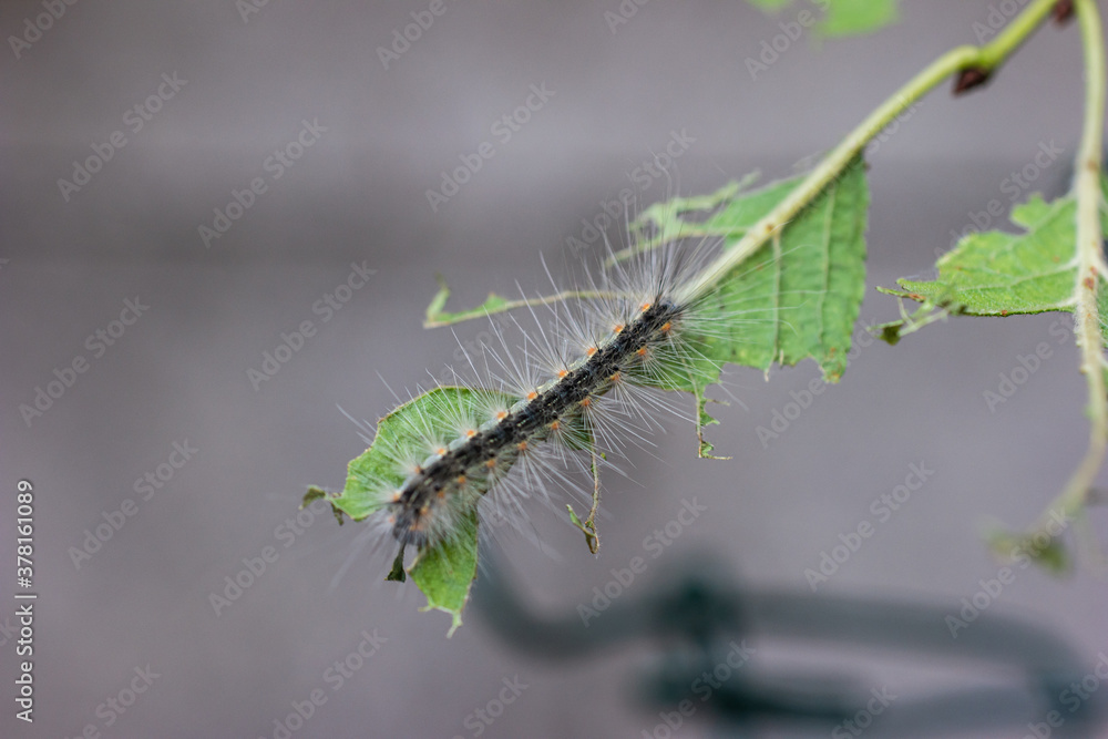 Fototapeta premium Severe caterpillar infestation on a plum tree close up shot