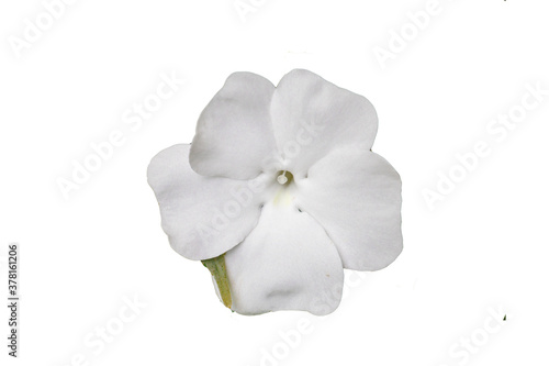 white flower isolated on white background with copy space