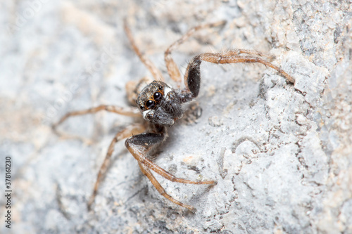Male Menemerus semilimbatus spider posed on a rock waiting for preys