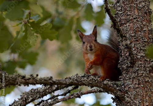 A cute squirrel looking for something to eat on a branch of an oak tree