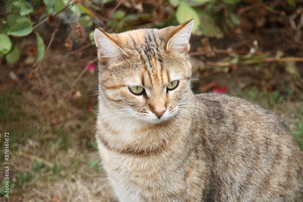 Portrait einer jungen Katze