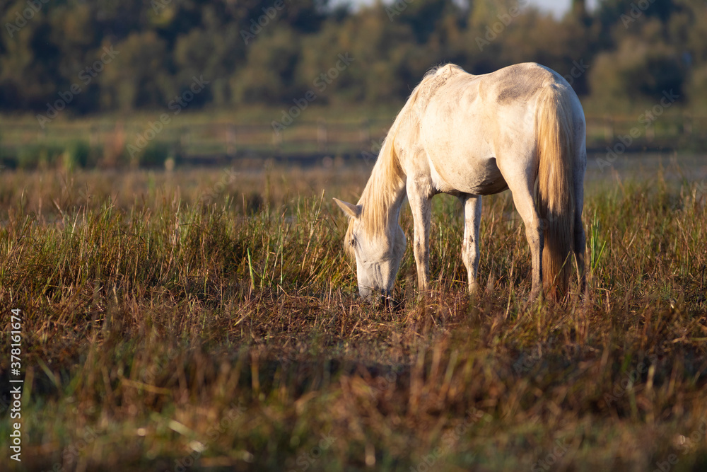 Φωτογραφία Yegua camarguesa (Equus ferus caballus) pastando sobre el agua en el Parc Natura