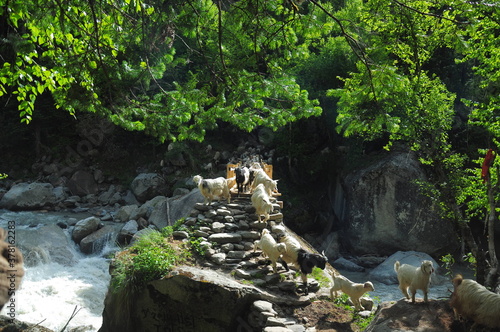 Group of Goats, Trip or Tribe passing a heavy flow forest river with a natural rocky bridge, beautiful colorful scenery