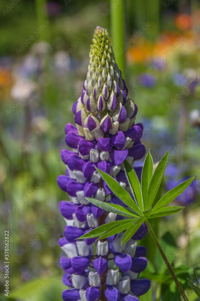 Obraz premium Lupine