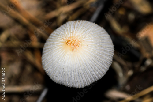 Wild Coprinus fungus also known as a shaggy mane mushroom hidden in the autumn forest foliage.