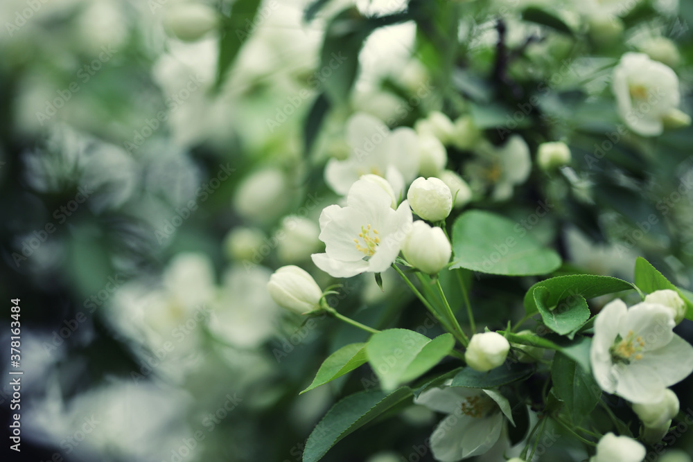 Fototapeta premium Flowers of apple