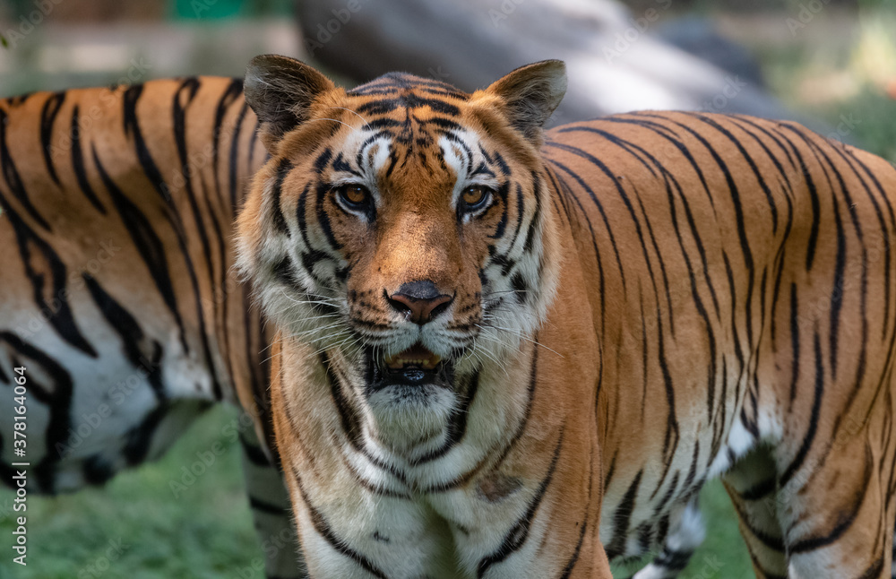 Obraz premium Indian Bengal Tiger (Panthera tigris) in natural habitat shot in the Jungles of Karnataka, India