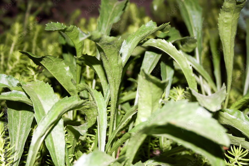 Obraz premium leaves