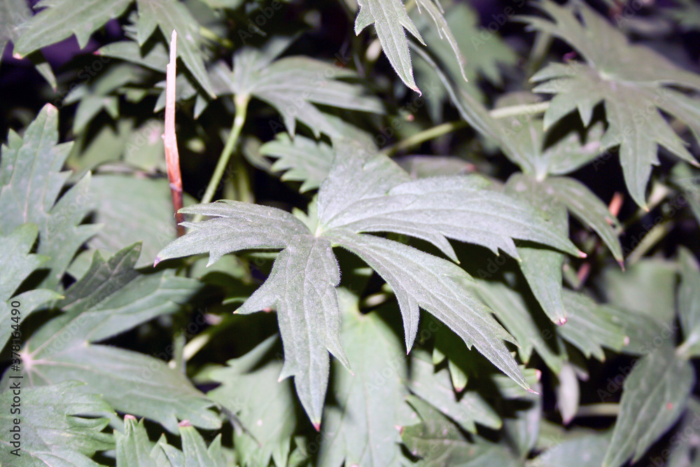 Obraz premium leaves