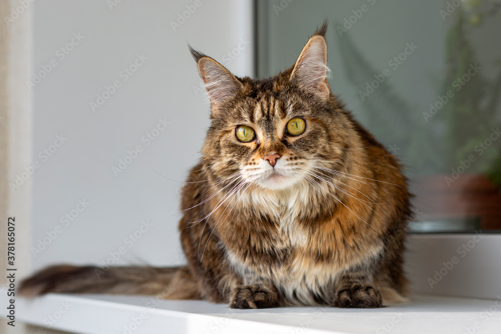 Domestic cat Maine Coon sits on the windowsill and looks at you carefully