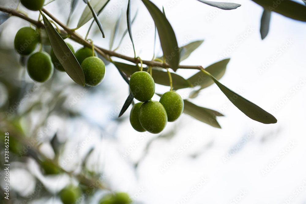 Olives with blue sky