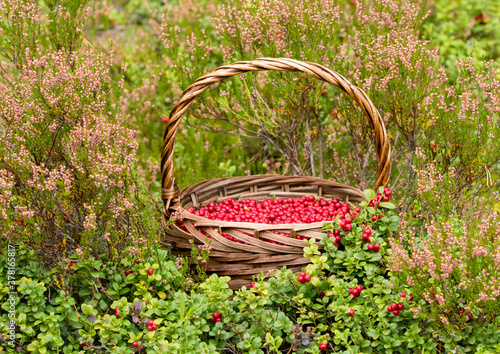 Foto A basket full of delicious and healthy lingonberries (Vaccinium vitis-idaea) rip