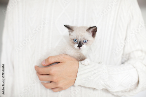 Little cut kitten on hand © Tatyana Gladskih