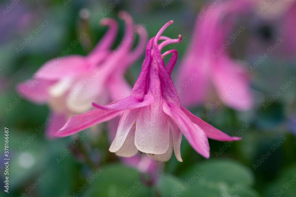 Pink aquilegia on a background of green leaves. Gardening. Beauty of nature. Pink aquilegia on a background of green leaves. Gardening. Beauty of nature.